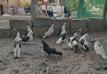 Quşlar satılır cemi 16denedir minum qiymət 200 azn dir ciddi musteri — 3