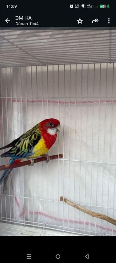 sudluk inek satilir: Rəngarəng rosella (ehtimalən Şərqi rosella) tutuquşusu. bu erkək — 1
