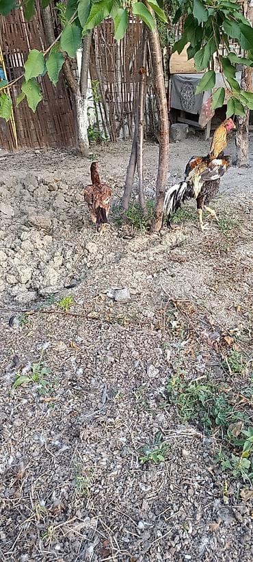 heyratılar: 10 ayliq heyrati fere satilir ciddi alicilar elaqə saxlasin — 2
