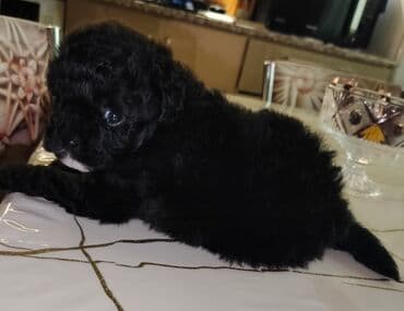 золотистый ретривер бишкек: :Qara rəngli balaca pudel balasi 45 gunlukdur evde — 3