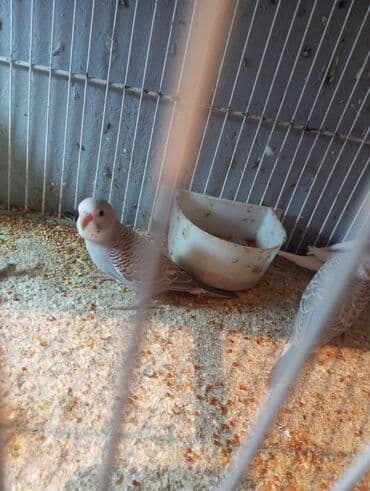 fireng quşu: Biri 9 manat rengbereng balalar Unvan Bileceri — 5