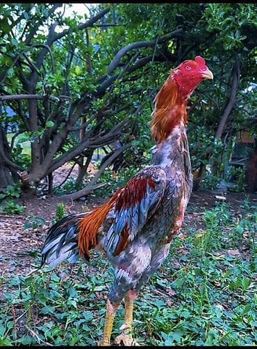 bülbül quşu: Xoruz, Heyratı, il: 1, Ünvandan götürmə, Ödənişli çatdırılma, Rayonlara çatdırılma — 2