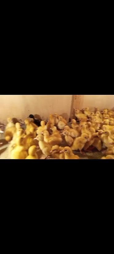 Musk ördəyi balaları (ləpələr) - Cins: Musk/Muscovy ördək -