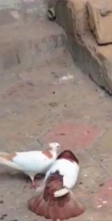 takla goyercin: ERKEY QIRMIZI BOYUN QIRMIZI QUYRUQ DESTE SAĞLAM HEYVANDİ QIZĞIN REAL — 3