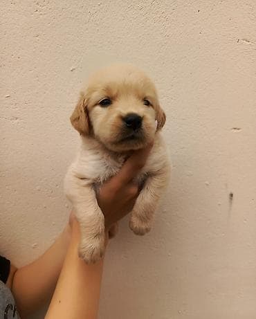 husky satisi: Labrador-retriver, 2 ay, Dişi — 1
