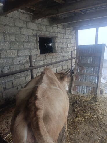 dovşan qiymətləri: Dişi, il: 1, 150 kq, Ətlik, Ünvandan götürmə — 2