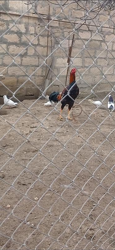 Heyratı beçə satılır 8 ayın içindədi hündür viddi beçədi. - Cins lalafo.az -da Heyratı beçə satılır 8 ayın içindədi hündür viddi beçədi. - Cins