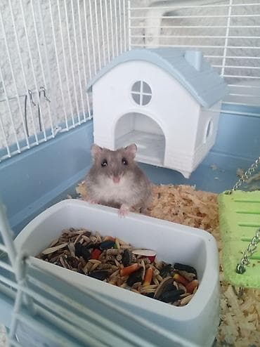 Hamster üçün tam avadanlıqla qəfəs dəsti Məhsulun tərkibi: - Metal — 2