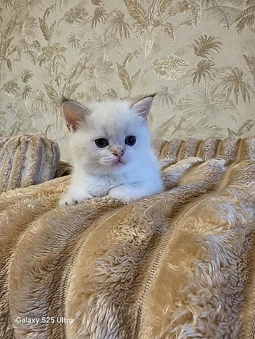 bengal pisik satilir: Britan — 1