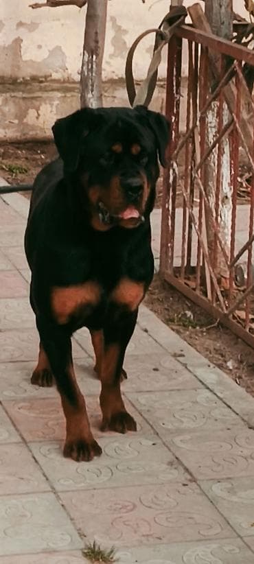 alman afcarkasi satilir: Rotveyler, 7 ay, Dişi, Peyvəndli, Ünvandan götürmə — 2