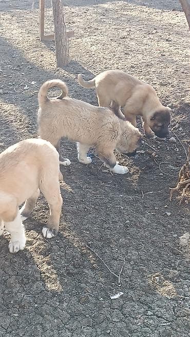 sabuncu it bazari: Kanqal — 7