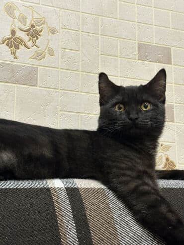 pişik pişik: Erkək, Yaxşı əllərə, Ünvandan götürmə — 1