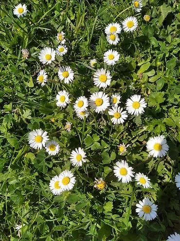 ismayıllı torpaq: 20 sot, Tikinti, Mülkiyyətçi — 2