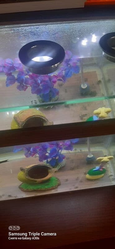 betta balıq: Taxta haşiyəli, şüşə divarlı akvarium. İçərisində istilik — 3