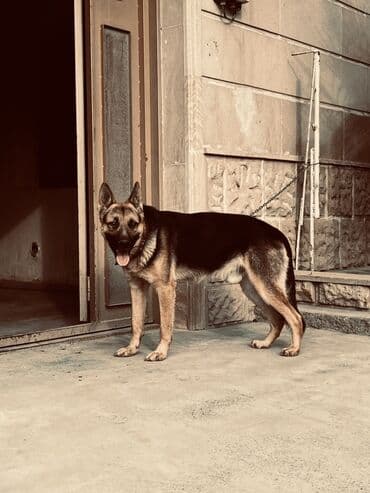 qara pitbull: Alman çoban iti, 11 ay, Erkek, Ünvandan götürmə — 2