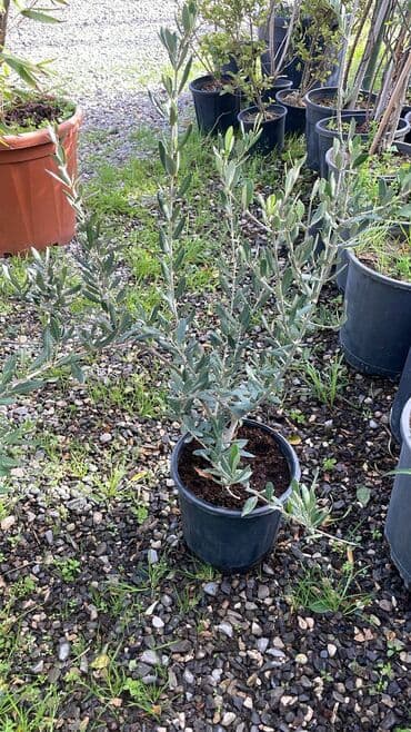 shit: Dekarativ bitgilerin satişi — 14