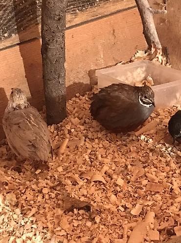 Кошки: Çin boyunlu bıldırcınları (Button quail, Coturnix chinensis) – — 4