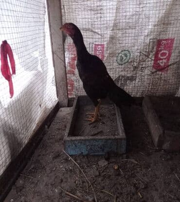 ana bala inək: Heyratı bece Ella temiz cinsdi — 3