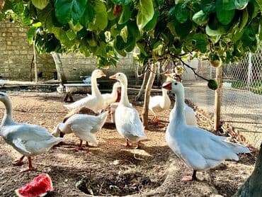 qarabağ atı qiyməti: 🦆 🦢 ördək və qaz satılır! ✅ tam sağlam, ev şəraitində bəslənmiş — 7