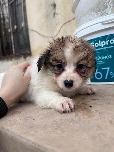 Gəmiricilər: 3 ay, Peyvəndli — 6