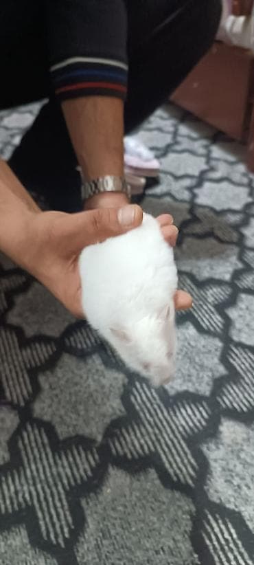 heyvanlar: Iki gundu alinib usaq qorxur deye kim istese verilir. ag rengde — 4