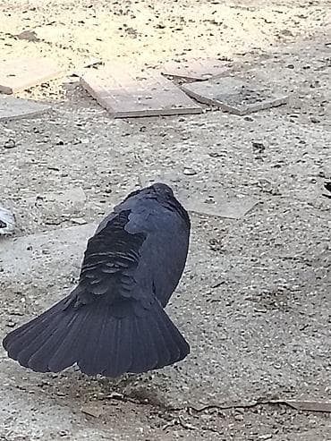 qus: Salam öz quslarimin balasidi basi cil erkekle qarsindaki qara mayadan — 2