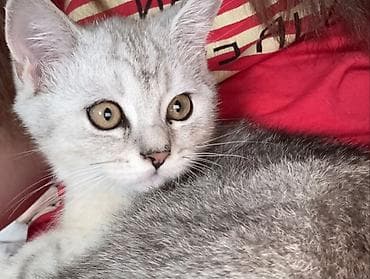 pişik sortlari: Gümüş rəngdə 4 aylıq erkək Şınşıla Xarici və daxili Parazitlər üçün — 3
