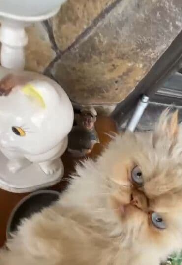 anqor pişik: Fars, Dişi — 3