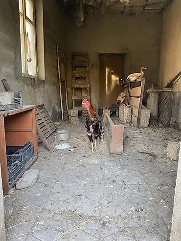 cat: Xoruz, Heyratı, il: 2, Ünvandan götürmə, Ödənişli çatdırılma — 4