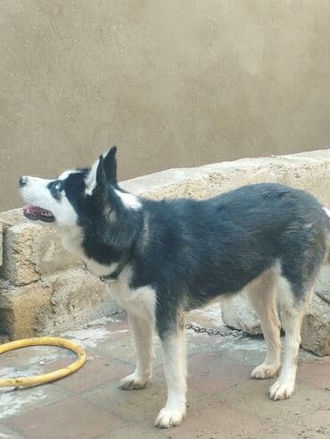 купить хаски щенка: Хаски, 11 месяцев, Самка, Самовывоз — 6
