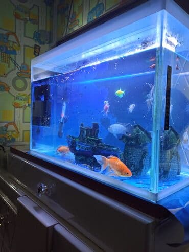 100 l akvarium: Şüşə akvarium70litr komplekti – dekorativ balıqlar və aksesuarlarla • — 6