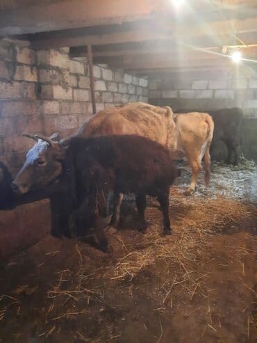 Inəklər, öküzlər: İnək və bala buzov - Ana inək və yanında dişi buzov birgə. - Ana inək — 1