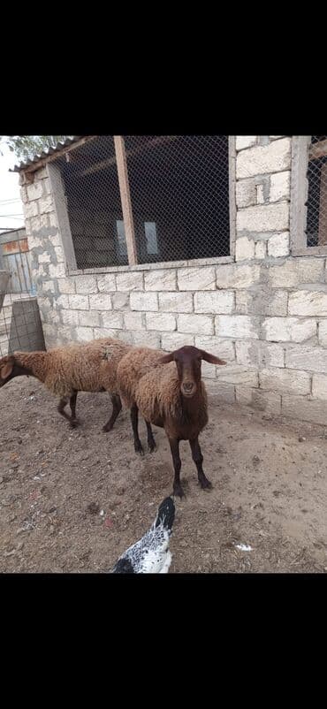 tap.az inekler: Məhsul: 2 ədəd yerli qoyun (qəhvəyi rəngli) Xüsusiyyətlər: - Cins — 6