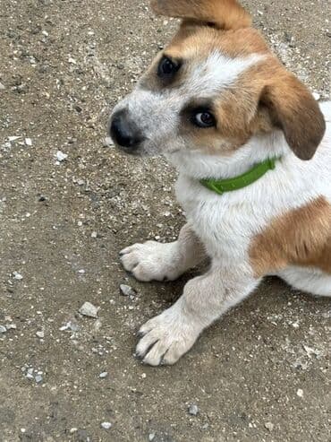 купить хаски щенка: 3 ay — 1