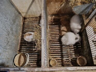 dovşanlar karlik: Məhsul: Ev dovşanları (bir neçə bala karlik ve qarisiq cinsler.) — 2