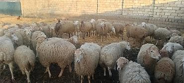 Satılır: Quzu sürüsü - Növ: Yerli ətlik–yunuq quzuler (qarışıq). -