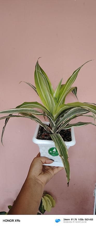 ev gülleri ve adları: Otaq bitkisi – Drasena fragrans ‘Warneckei’ (zolaqlı drasena) - — 3