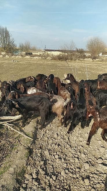 cins piwikler: Super damazliq heleblermiz ve turk kecilermiz geldi kime maraqlidsa — 8