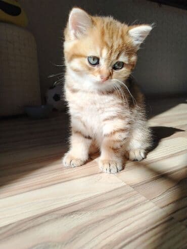 золотая шиншилла котенок: Qızıl şinşilla, Erkək, Dişi, Yaxşı əllərə, Ünvandan götürmə, Ödənişli çatdırılma — 4