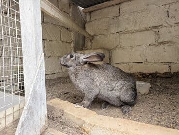 qoyun quzu nece yazilir: Boz rəngli yerli cins dovşanb Balaca vaxtindan ozum saxlamisam tek — 2