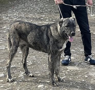 Птицы: С родословной — 1