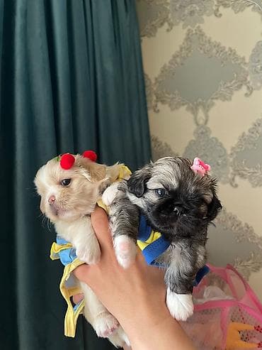 balaca it: Pekines, 1 ay, Dişi, Ünvandan götürmə — 3