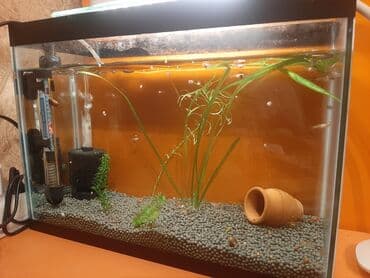 akvarium baki: Dördbucaq akvarium, Balıqlarla birlikdə, 18 l, Ünvandan götürmə — 1