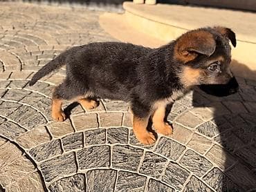 yevropeyski afcarka: Alman çoban iti — 7