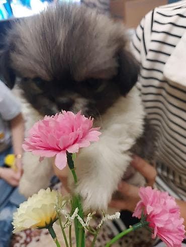 elan it: Pekines, 1 ay, Dişi, Ünvandan götürmə — 1