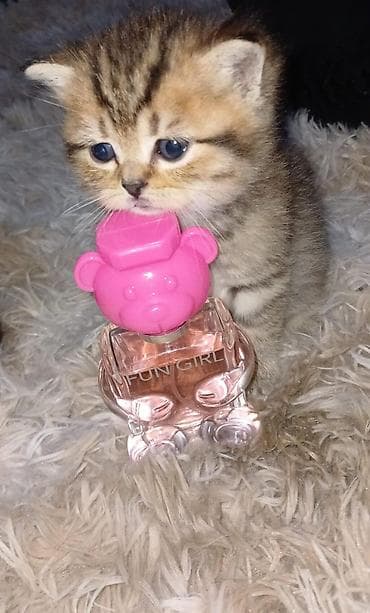 Pişiklər: Britan — 3