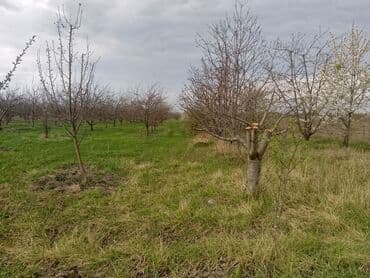 sumqayit kirayə: Kənd təsərrüfatı — 28