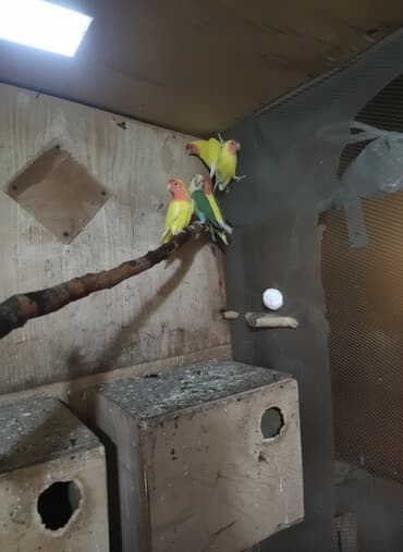 ucuz bala pişiklər: Hazır bala verən cüt nerazluçniklər.Tam sağlam quşlardır öz — 1