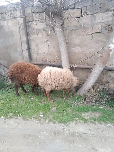 Gəmiricilər: Ağ qoyun qoca deyil 4 qarın doğub hal hazırda boğazdı — 2
