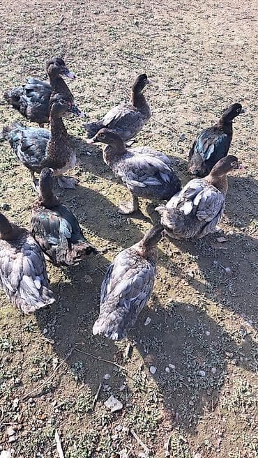 qaz ve ordek satisi: Erkək, | Macar, Damazlıq, Pulsuz çatdırılma — 6